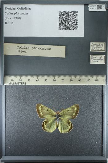 Media type: image;   Entomology 181772